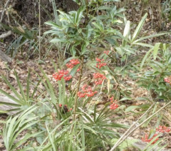 Ardisia crenata