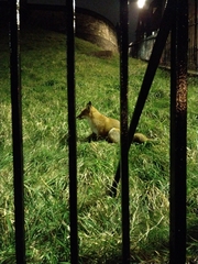 Vulpes vulpes