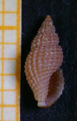 Raphitoma