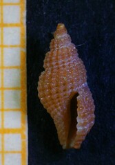 Raphitoma