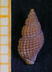 Raphitoma