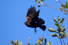 Agelaius phoeniceus caurinus