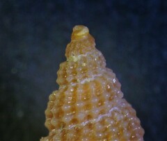 Raphitoma