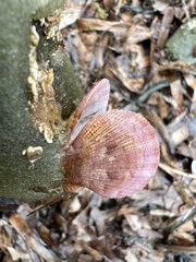 Talochlamys multistriata