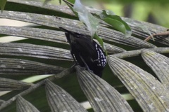 Microrhopias quixensis