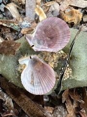 Talochlamys multistriata