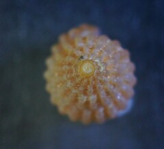 Raphitoma