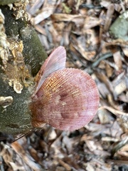 Talochlamys multistriata