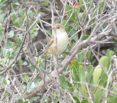 Acrocephalus scirpaceus baeticatus