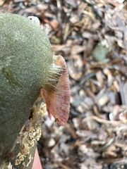 Talochlamys multistriata