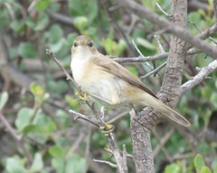 Acrocephalus scirpaceus baeticatus