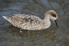 Marmaronetta angustirostris