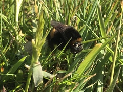 Bombus terrestris audax