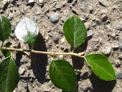 Cotoneaster simonsii
