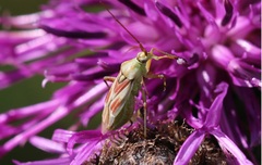 Calocoris roseomaculatus