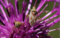 Calocoris roseomaculatus