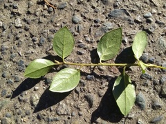 Cotoneaster simonsii