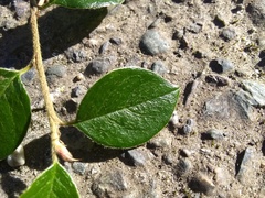 Cotoneaster simonsii