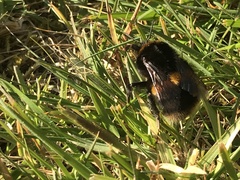 Bombus terrestris audax
