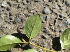 Cotoneaster simonsii