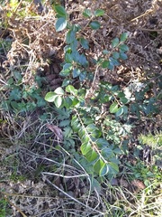 Cotoneaster simonsii