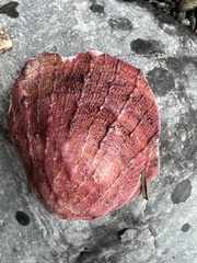 Spondylus gaederopus