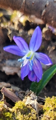Scilla