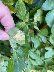 Puccinia smyrnii