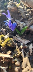 Scilla