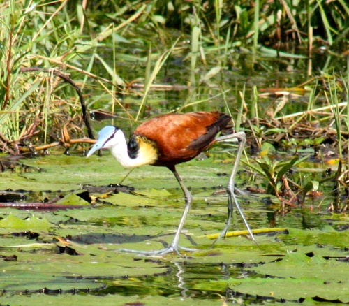 Actophilornis africanus