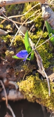 Scilla