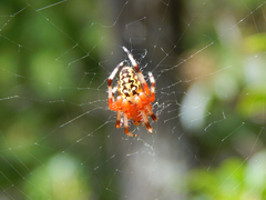 Araneus marmoreus