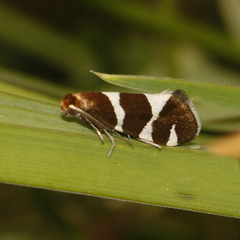 Lampronia oregonella