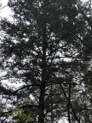 Pinus glabra