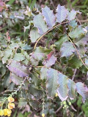 Berberis pinnata