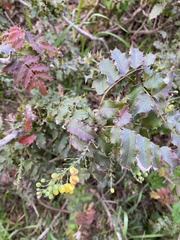 Berberis pinnata