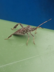 Leptoglossus corculus