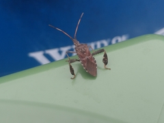 Leptoglossus corculus