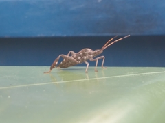 Leptoglossus corculus