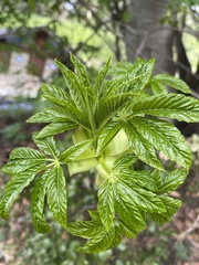Aesculus californica