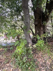 Aesculus californica