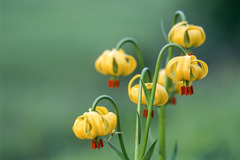 Lilium bosniacum