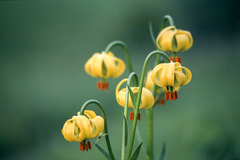 Lilium bosniacum