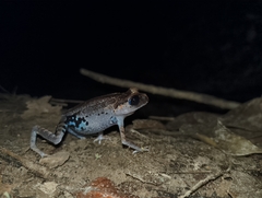 Leptobrachium hendricksoni