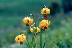 Lilium bosniacum