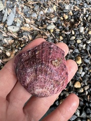 Spondylus gaederopus