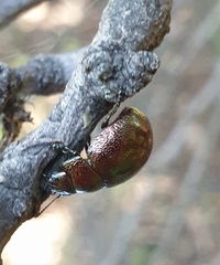 Chrysolinina