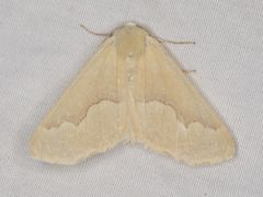 Sabulodes spoliata