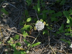 Melanthera nivea