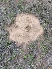 Geomys texensis